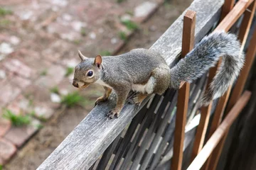 Foto op Plexiglas Portrait of a wild squirrel exploring a backyard of a house. © Jana