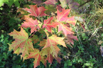 Maple leaves in fall foliage