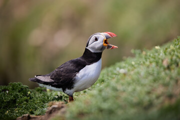 puffin standing on a rock cliff . fratercula arctica