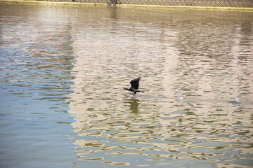 EOS5D.広島県呉港、クロサギの黒翼。