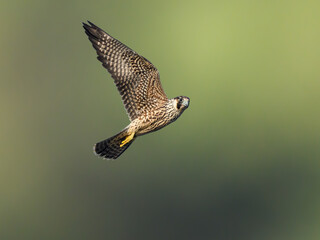Peregrine Falcon in Flight on Blue Sky

