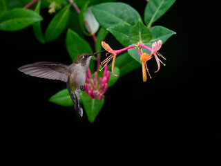Female Ruby-throated Hummingbird Drinking Nectar from Red  Orange Flower on Black Background