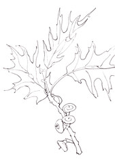Canadian northern oak branch with acorns graphic linear black and white drawing