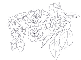 Rose bouquet, graphic linear black and white sketch