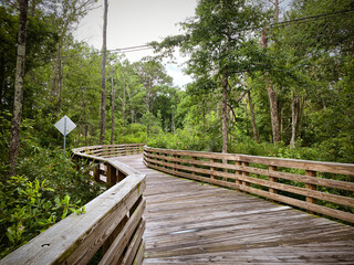 Wooden boardwalk through marsh and forest