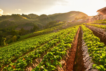 Pictures of views at the Strawberry Farm in Thailand in the morning.