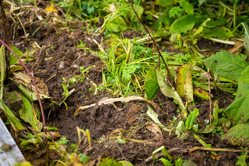 秋の紅葉が始まった長野県北安曇郡小谷村の栂池自然園の展望台までトレッキングしている風景 A view of trekking to the observatory of Tsugaike Nature Park in Otari Village, Kita-Azumi-gun, Nagano Prefecture, where the autumn leaves have begun to cha