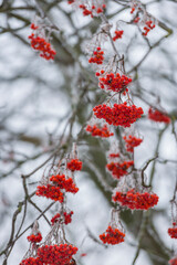 Rowan berries in winter frost