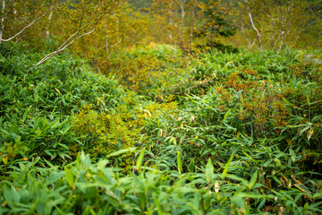 Fototapeta premium 秋の紅葉が始まった長野県北安曇郡小谷村の栂池自然園の展望台までトレッキングしている風景 A view of trekking to the observatory of Tsugaike Nature Park in Otari Village, Kita-Azumi-gun, Nagano Prefecture, where the autumn leaves have begun to cha
