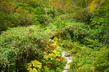 秋の紅葉が始まった栂池自然園の展望台までトレッキングしている風景 A view of trekking to the observatory of Tsugaike Nature Park, where the autumn leaves have started to change color. 
