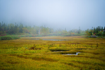 秋の紅葉が始まった栂池自然園の展望台までトレッキングしている風景 A view of trekking to the observatory of Tsugaike Nature Park, where the autumn leaves have started to change color. 