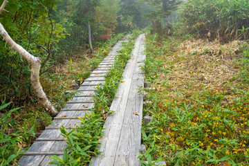 秋の紅葉が始まった栂池自然園の展望台までトレッキングしている風景 A...