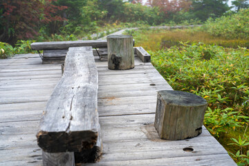 秋の紅葉が始まった栂池自然園の展望台までトレッキングしている風景 A view of trekking to the observatory of Tsugaike Nature Park, where the autumn leaves have started to change color. 