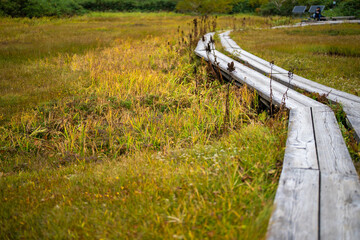 Obraz premium 秋の紅葉が始まった栂池自然園の展望台までトレッキングしている風景 A view of trekking to the observatory of Tsugaike Nature Park, where the autumn leaves have started to change color. 