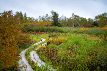 秋の紅葉が始まった栂池自然園の展望台までトレッキングしている風景 A...