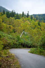 秋の紅葉が始まった栂池自然園の展望台までトレッキングしている風景 A view of trekking to the observatory of Tsugaike Nature Park, where the autumn leaves have started to change color. 
