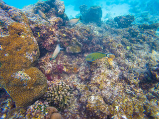 Maldivian reef fishes on Olhuveli island in Indian ocean