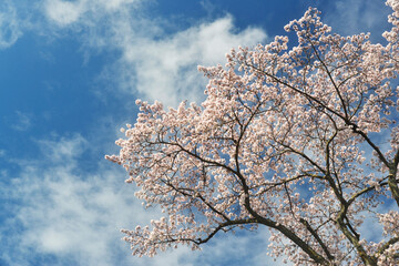 満開の桜