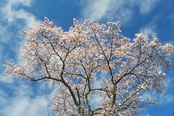 Naklejka premium 満開の桜