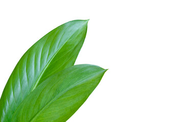 Tropical green leaves isolated on white background.