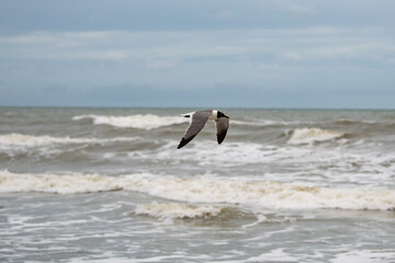 Black headed seagull in Myrtle Beach