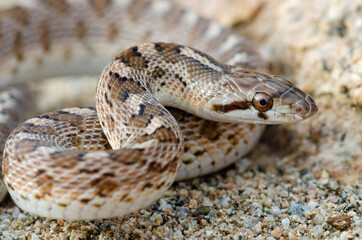 Glossy Snake (Arizona elegans)