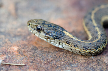 Terrestrial Gartersnake (Thamnophis elegans)
