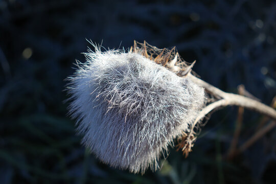 Close Up Of Thistle Seed Head