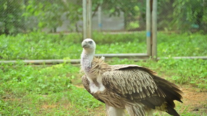 white backed vulture
