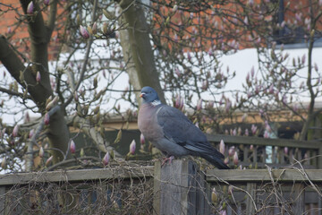 pigeon on a gate with tree behind