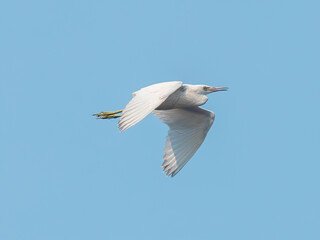 snowy egret in flight across the blue sky