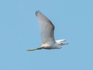 snowy egret in flight across the blue sky