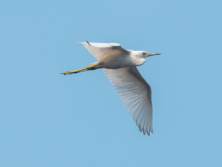 snowy egret in flight across the blue sky