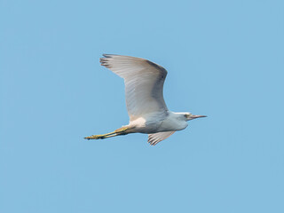 snowy egret in flight across the blue sky