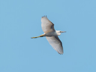 snowy egret in flight across the blue sky