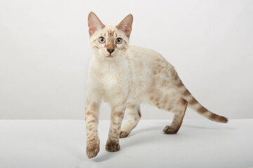 a kitten of the Bengal breed of cats color sepia on a white background