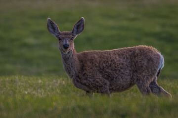2021-05-10 A LONE MULE DEER IN A MEADOW OUTSIDE THE SAGE LODGE IN PRAY MONTANA