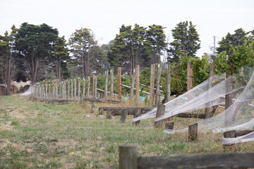 Fototapeta premium Grape vines