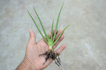 closeup the green ripe aloe vera plants with roots hold hand over out of focus grey background.