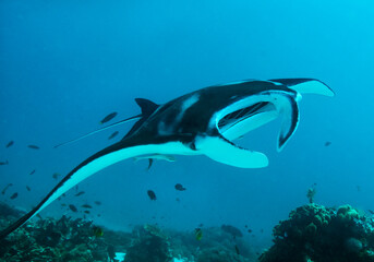Manta rays are large rays belonging to the genus Mobula.