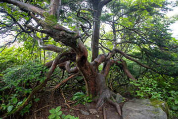 Obraz premium 뿌리깊은 나무