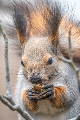 The squirrel with nut sits on tree in the winter or autumn. Eurasian red squirrel, Sciurus vulgaris.