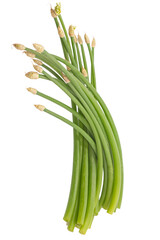 Chives flower or Chinese Chive isolated on white background