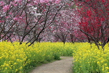 Naklejka premium 咲き誇る花々 西川花公園 春 （高知県 香南市）
