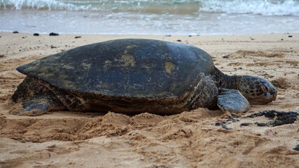 Endangered Hawaiian green sea turtle basking on the beach in Kauai