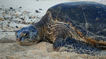 Endangered Hawaiian green sea turtle basking on the beach in Kauai