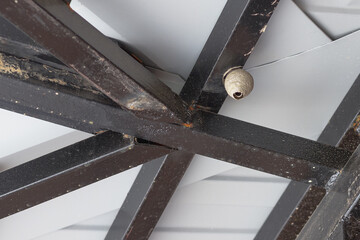 Wasp nest under the roof of the gazebo, dangerous insects for people