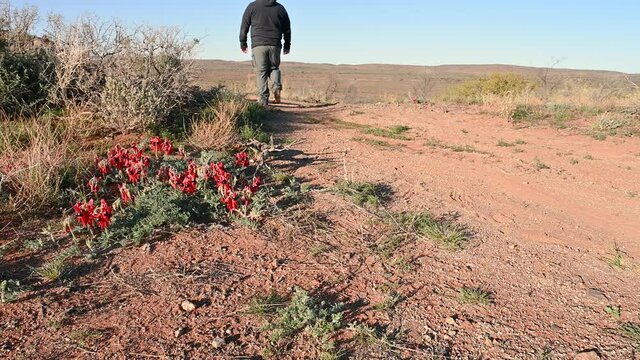 Man walking past, flowering desert plants, Outback Australia