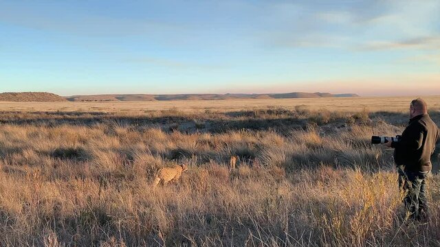 Wildlife photographer with camera stands close to Cheetahs on savanna