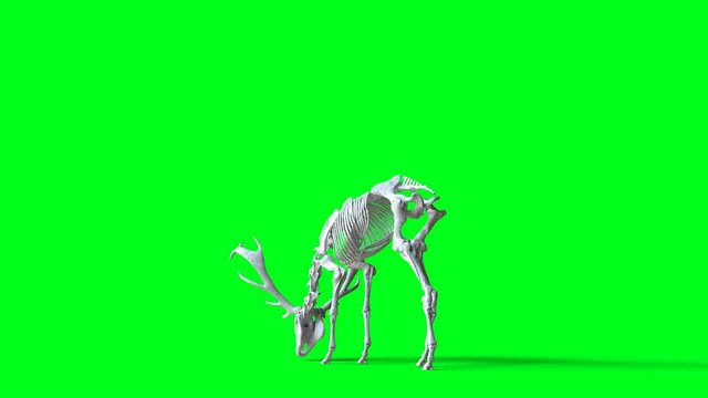 Skeleton deer animation on green screen. Isolate. Realistic 4k animation.